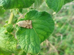 Heliothis