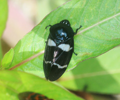 Ectemnonotum bivittatum