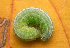 Tenthredopsis friesei