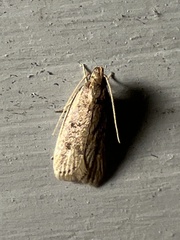 Autosticha kyotensis