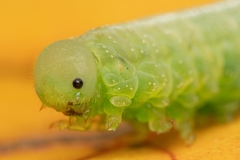 Tenthredopsis friesei