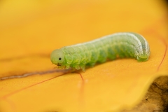 Tenthredopsis friesei