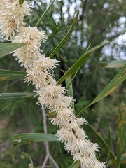 Hakea dactyloides
