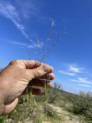 Bouteloua aristidoides