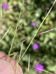 Bouteloua aristidoides