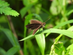 Ancistroides nigrita
