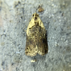 Cryptoptila australana