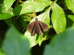 Ancistroides nigrita