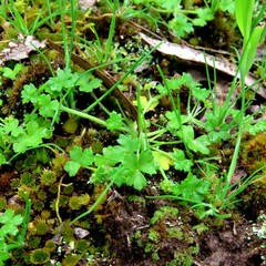 Hydrocotyle foveolata