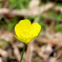 Ranunculus lappaceus