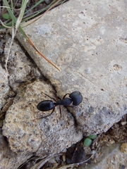 Camponotus compressus