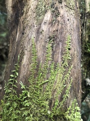 Racopilum cuspidigerum