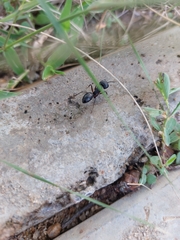 Camponotus compressus