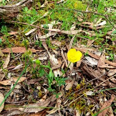 Ranunculus lappaceus