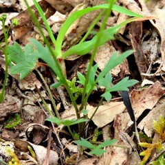 Ranunculus lappaceus