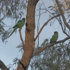 Barnardius zonarius barnardi