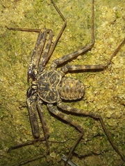 Amblypygi