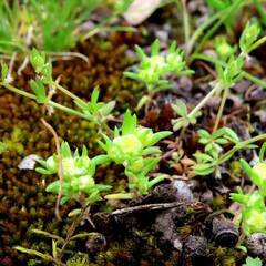 Siloxerus multiflorus