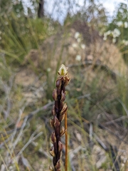 Prasophyllum elatum