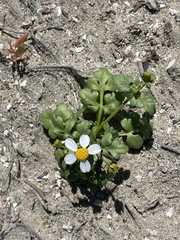 Coreocarpus parthenioides parthenioides