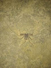 Amblypygi