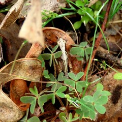 Oxalis perennans