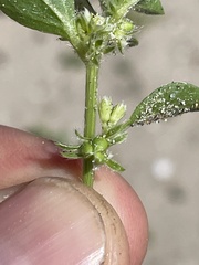 Ditaxis serrata