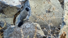 Pycnonotus xanthopygos