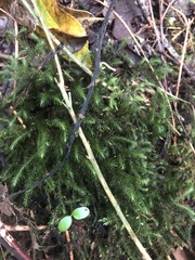 Echinodiopsis hispida