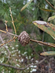 Hakea dactyloides