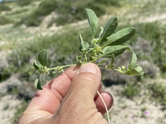 Ditaxis serrata