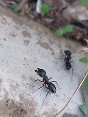 Camponotus compressus