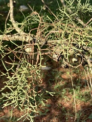 Cupressus sempervirens