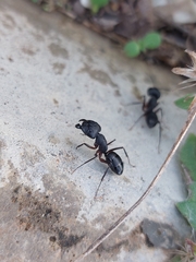 Camponotus compressus