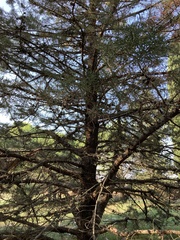 Cupressus sempervirens