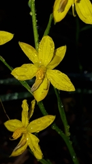 Cyanella lutea