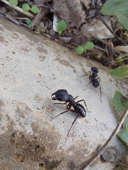 Camponotus compressus