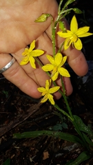 Cyanella lutea