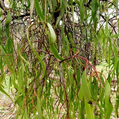 Amyema miquelii
