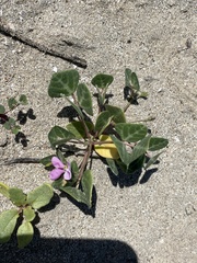 Phaseolus filiformis