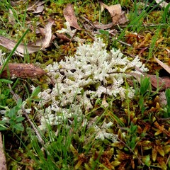 Pulchrocladia retipora