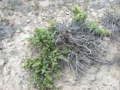 Artemisia spinescens