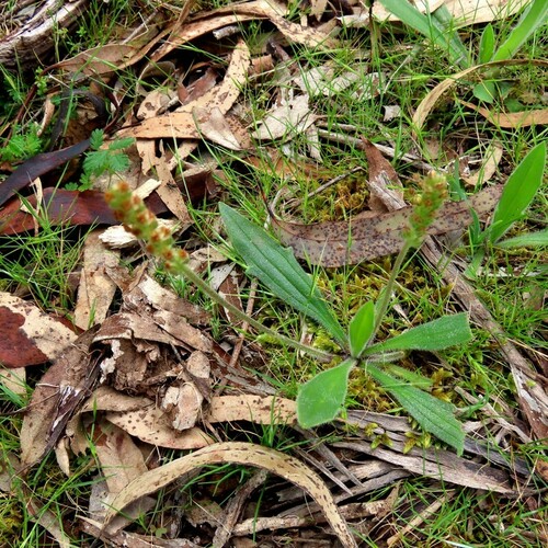 Image of Plantago varia by (c) Elspeth Swan, some rights reserved (CC BY)