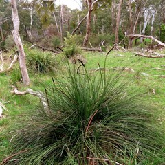 Xanthorrhoea minor lutea