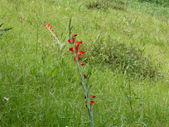 Gladiolus dalenii