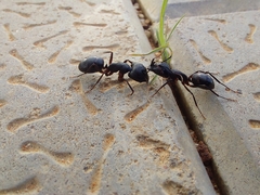 Camponotus compressus