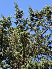 Cupressus sempervirens