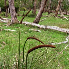 Xanthorrhoea minor lutea