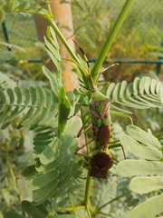 Prismatocerus prominulus