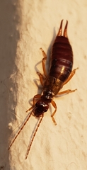 Apterygida albipennis